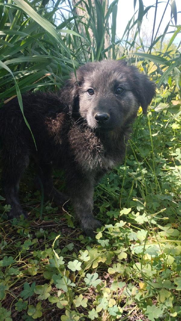 Alaric meraviglioso dolce cucciolo simil pastore  Foto 5