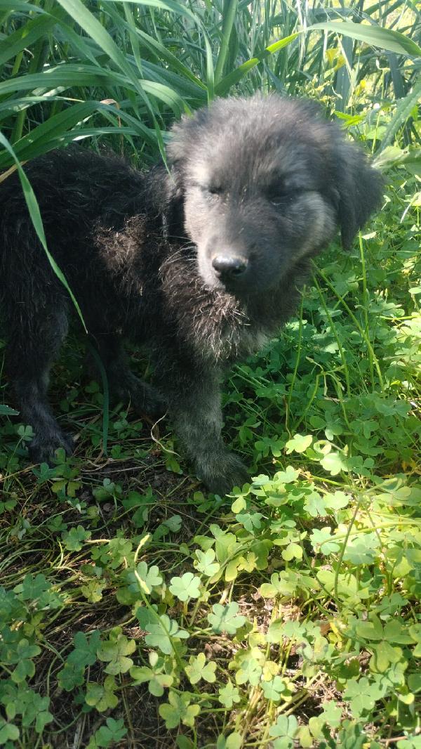 Alaric meraviglioso dolce cucciolo simil pastore  Foto 6