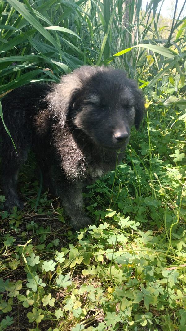 Alaric meraviglioso dolce cucciolo simil pastore  Foto 7