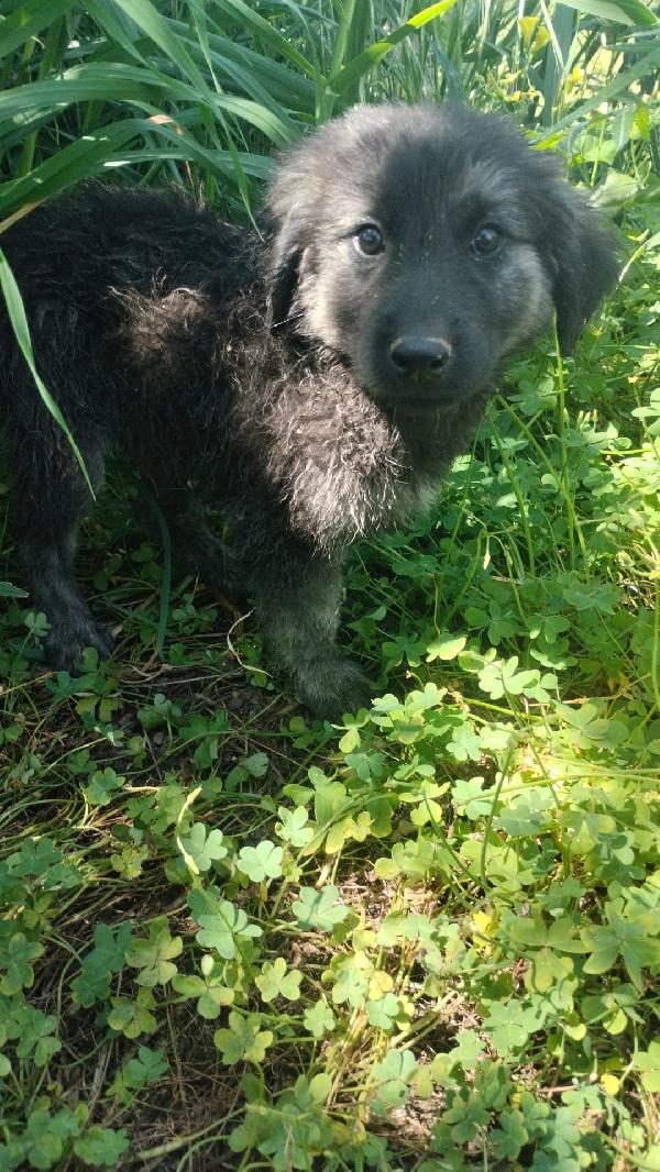 Alaric meraviglioso dolce cucciolo simil pastore  Foto 8