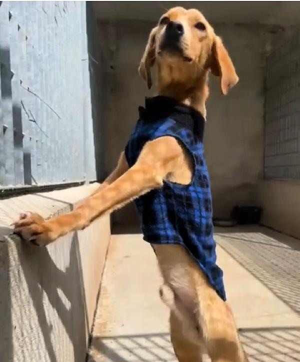 UNA MAMMA PER JAZZ Foto 4