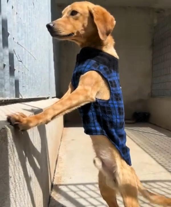 UNA MAMMA PER JAZZ Foto 5