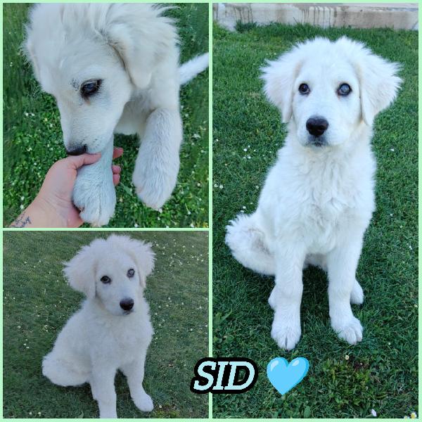 Sid Aspetta Una Mamma 