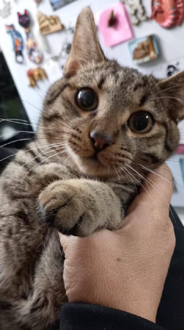 TIGRO, dolce gattino in adozione! Foto 5