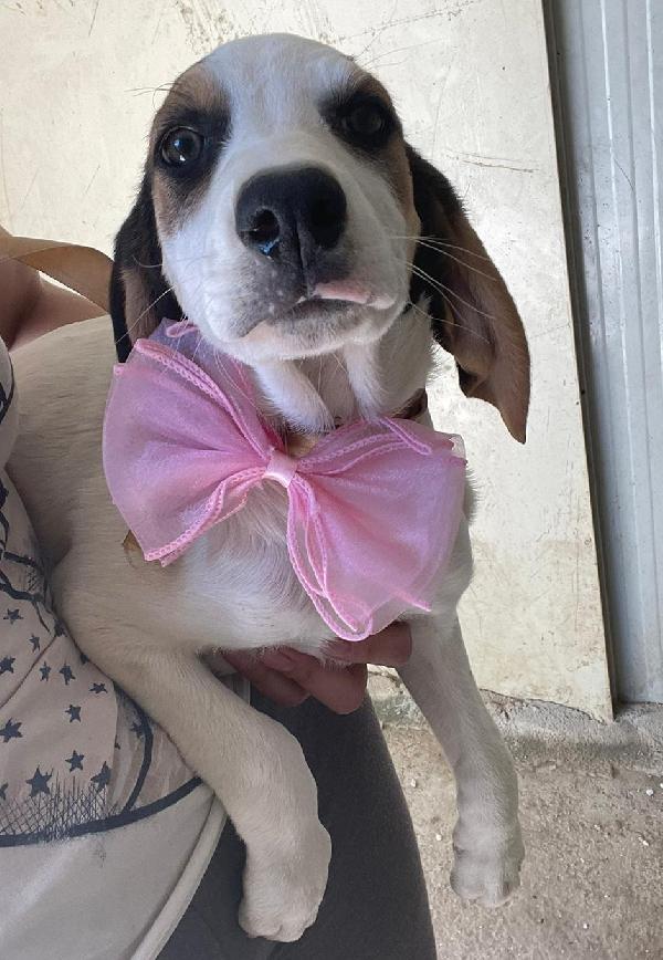 LA SPLENDIDA SELENE  Foto 2