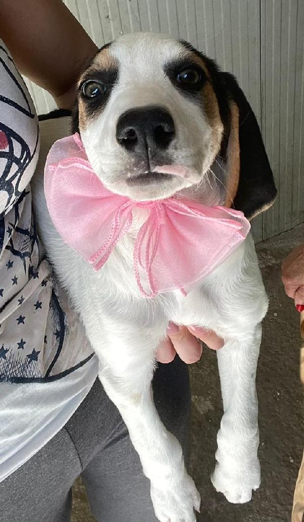 LA SPLENDIDA SELENE  Foto 3