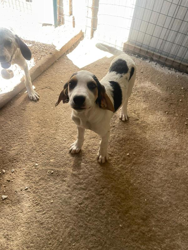 LA SPLENDIDA SELENE  Foto 4