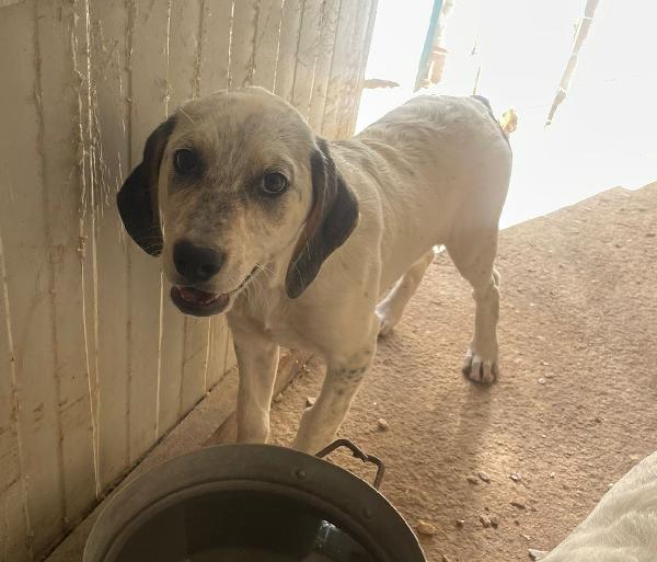 LA TENERA SIRYA Foto 2