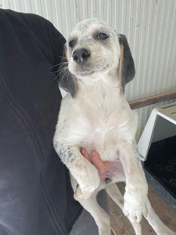 LA TENERA SIRYA Foto 3