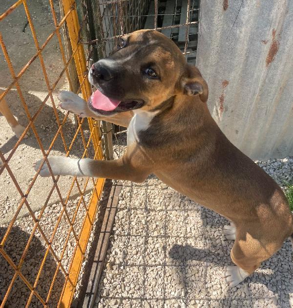 CIOCCOLATO ASPETTA TE Foto 4