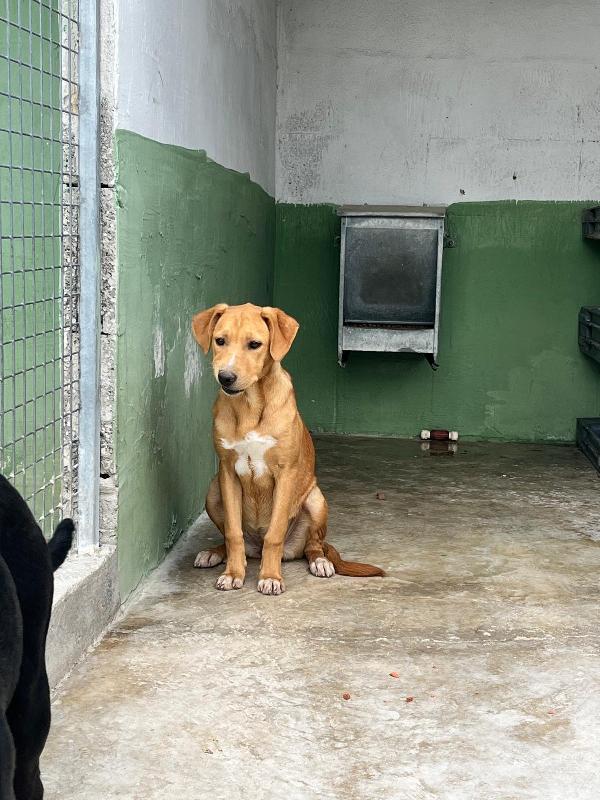 Simil Labrador 