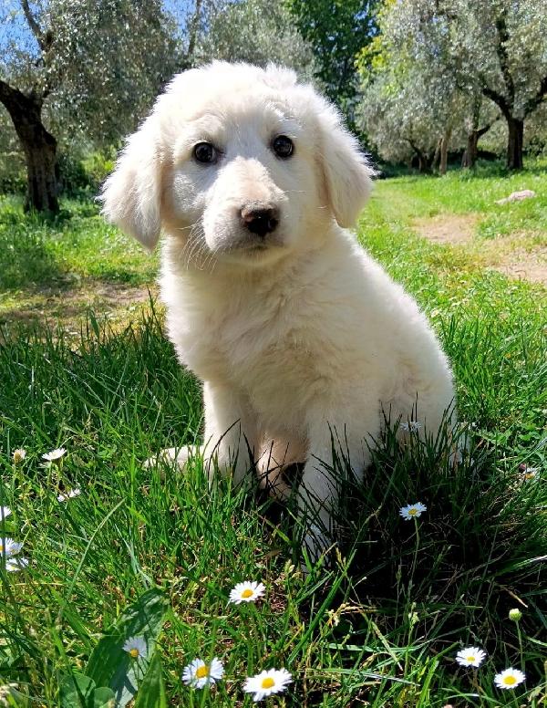 Cuccioli, Cuccioli, Ancora Cuccioli... 