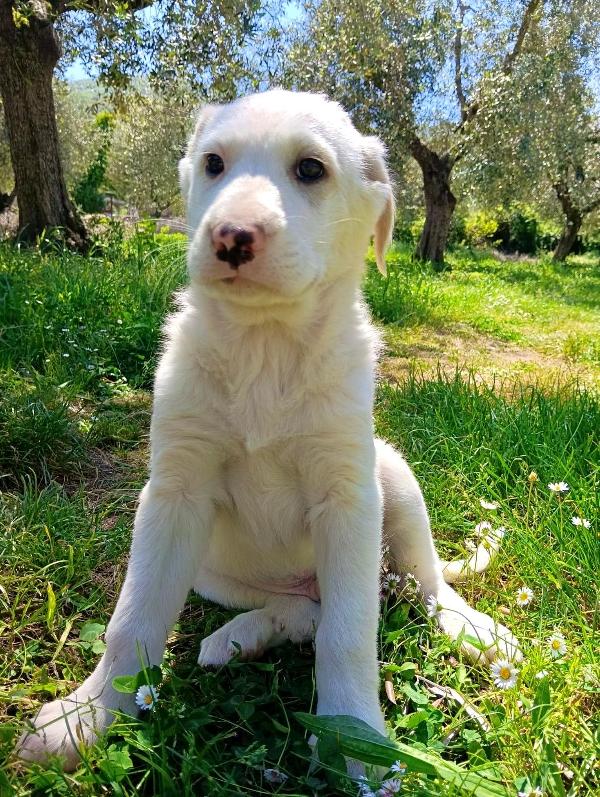 Cuccioli, cuccioli, ancora cuccioli...  Foto 2