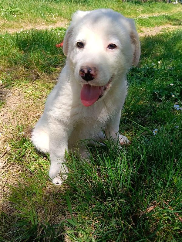 Cuccioli, cuccioli, ancora cuccioli...  Foto 3