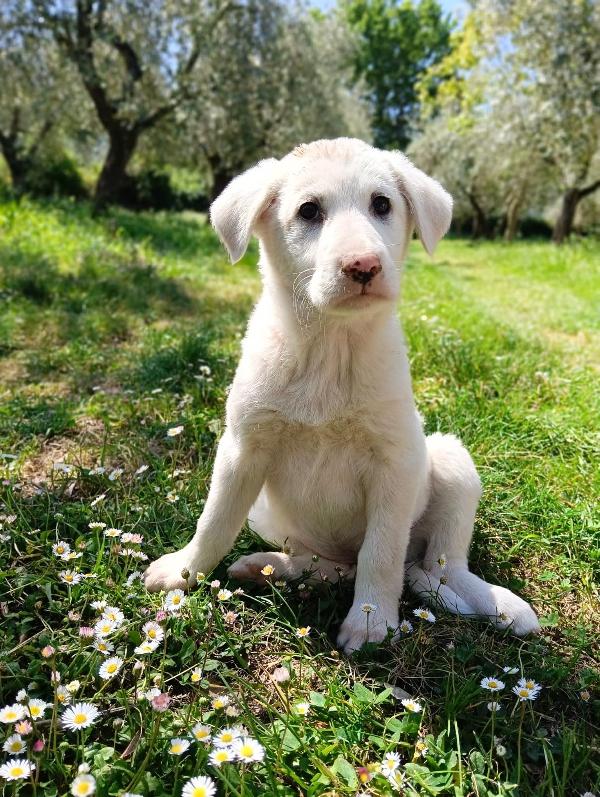 Cuccioli, cuccioli, ancora cuccioli...  Foto 5