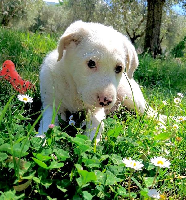 Cuccioli, cuccioli, ancora cuccioli...  Foto 4