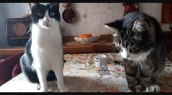 2Mici Anziani Rimasti Soli Pavia