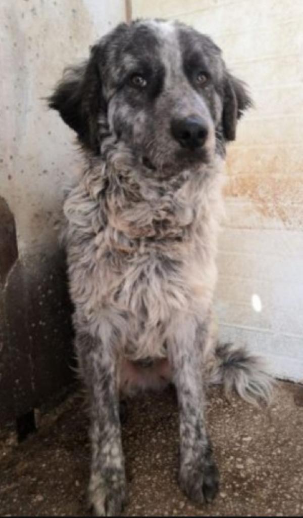 Yali mix Setter 5/6anni salvato da 1lager GARLASCO Foto 4