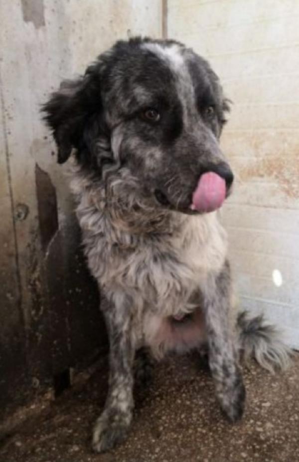 Yali mix Setter 5/6anni salvato da 1lager GARLASCO Foto 5