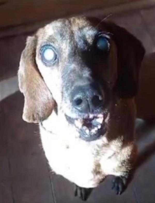 Iron Segugio anzianetto e CIECO.SOS VITERBO Foto 3