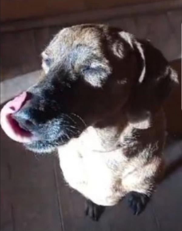 Iron Segugio anzianetto e CIECO.SOS VITERBO Foto 4