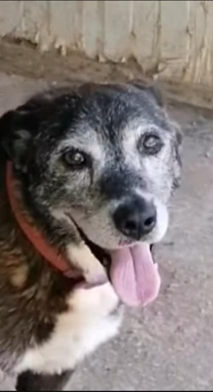 Lady Anziana ..Deve Morire In Canile? Napoli