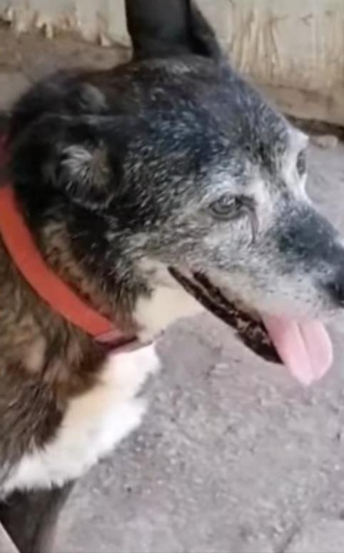 Lady anziana ..deve morire in canile? NAPOLI Foto 2