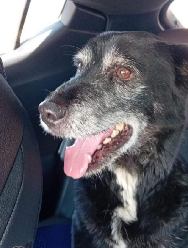 Lady anziana ..deve morire in canile? NAPOLI Foto 3