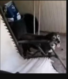 Lady anziana ..deve morire in canile? NAPOLI Foto 5