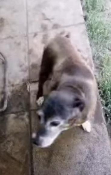 Lady anziana ..deve morire in canile? NAPOLI Foto 4