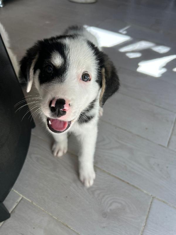 Mirtillo Splendido Dolce Cucciolo Cerca Casa 