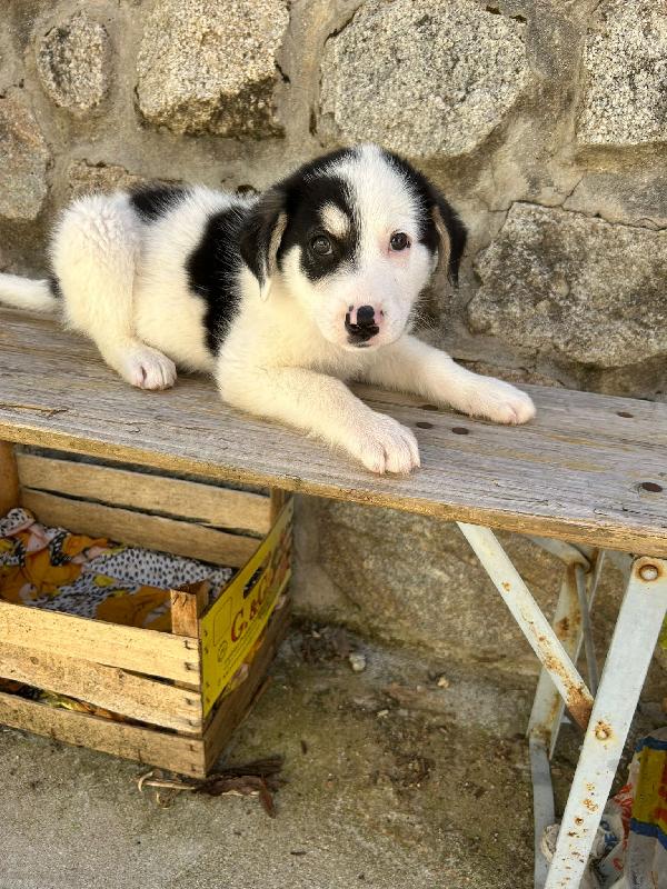 Mirtillo splendido dolce cucciolo cerca casa  Foto 2