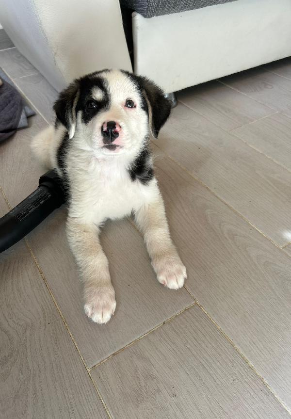 Mirtillo splendido dolce cucciolo cerca casa  Foto 4