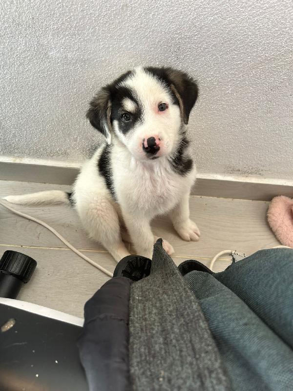 Mirtillo splendido dolce cucciolo cerca casa  Foto 3