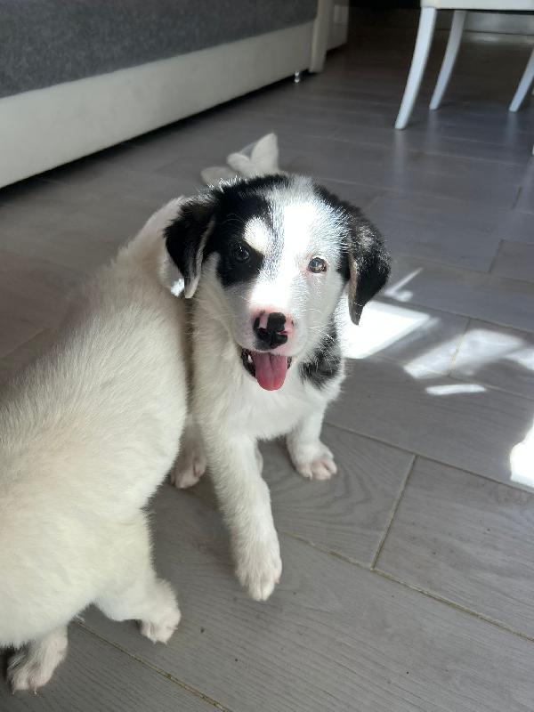 Mirtillo splendido dolce cucciolo cerca casa  Foto 5