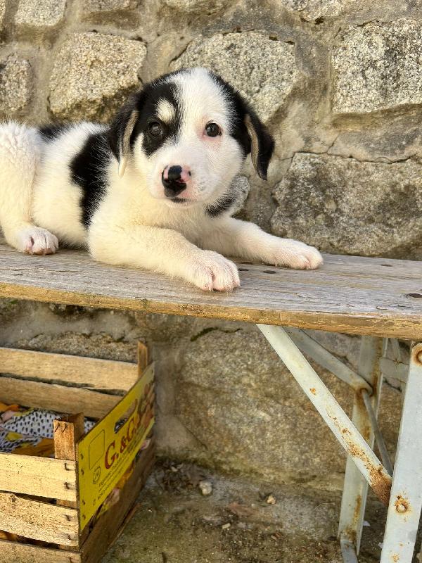 Mirtillo splendido dolce cucciolo cerca casa  Foto 6