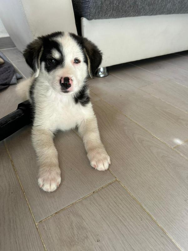 Mirtillo splendido dolce cucciolo cerca casa  Foto 7