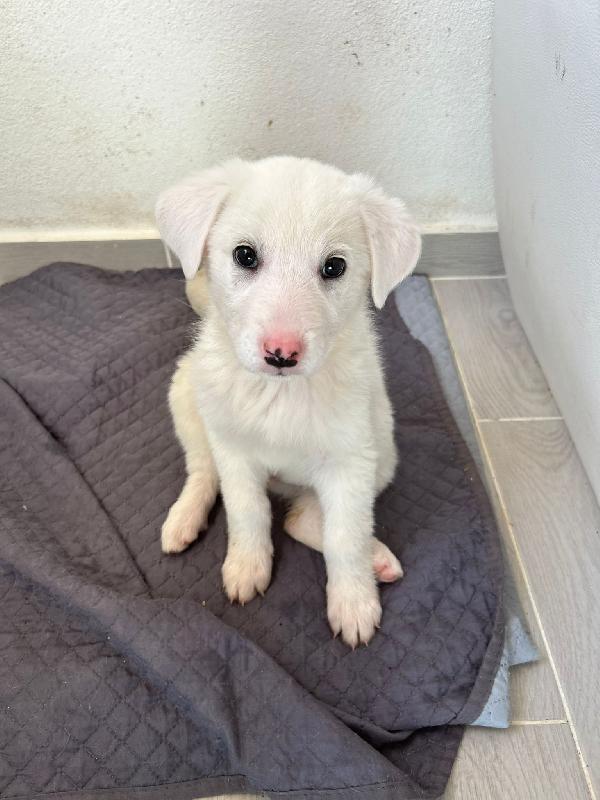 Sole Candida Dolce Cucciola Cerca Casa 