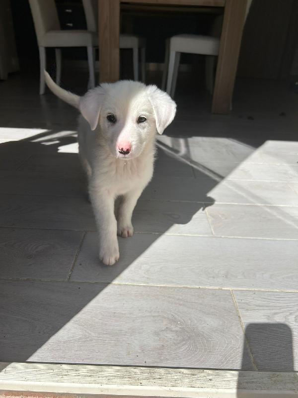 Sole candida dolce cucciola cerca casa  Foto 2