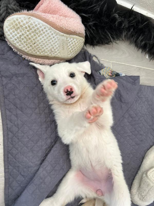 Sole candida dolce cucciola cerca casa  Foto 3