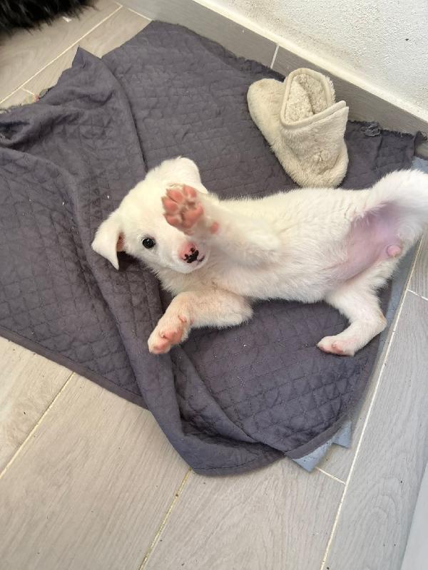 Sole candida dolce cucciola cerca casa  Foto 4