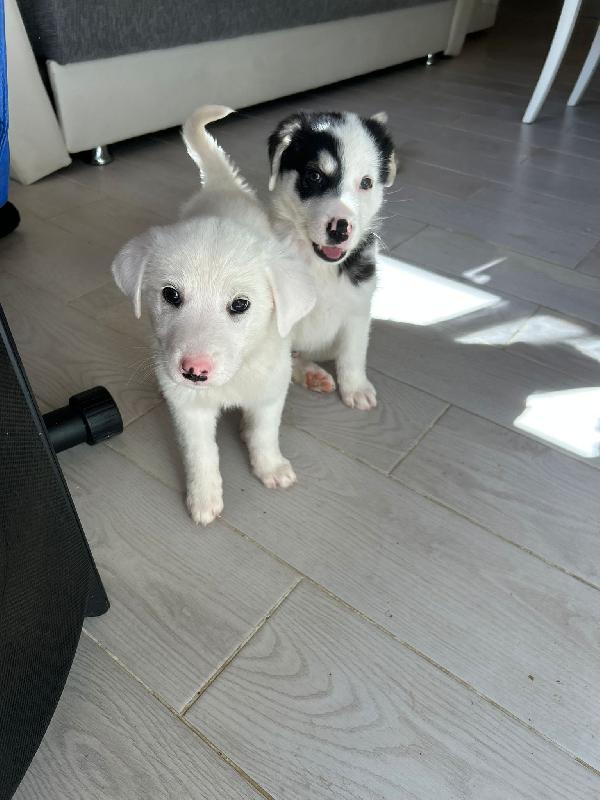 Sole candida dolce cucciola cerca casa  Foto 5