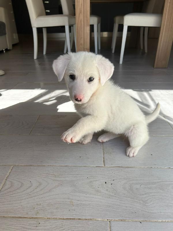 Sole candida dolce cucciola cerca casa  Foto 6