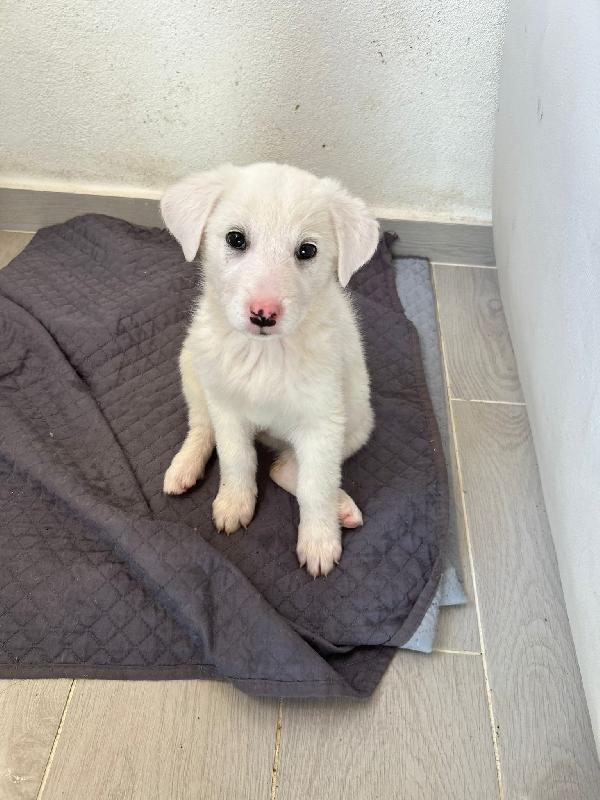 Sole candida dolce cucciola cerca casa  Foto 7