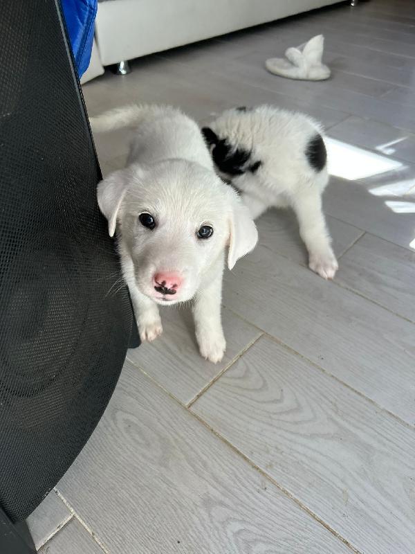 Sole candida dolce cucciola cerca casa  Foto 8