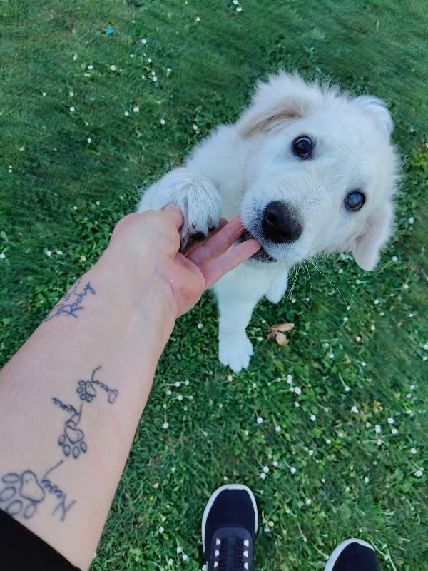 Punch Meraviglioso Dolce Cucciolotto Cerca Casa 