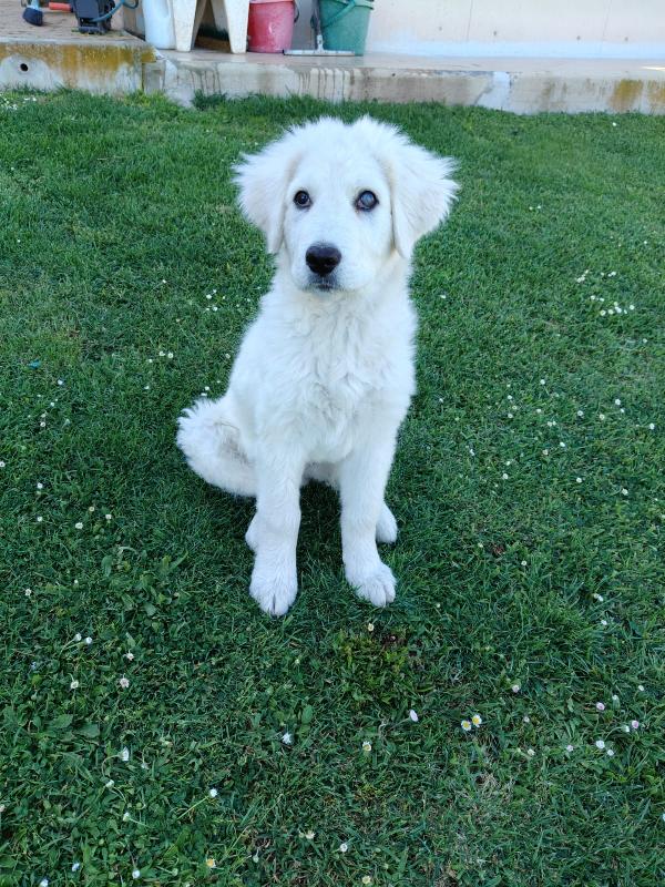 Punch meraviglioso dolce cucciolotto cerca casa  Foto 2