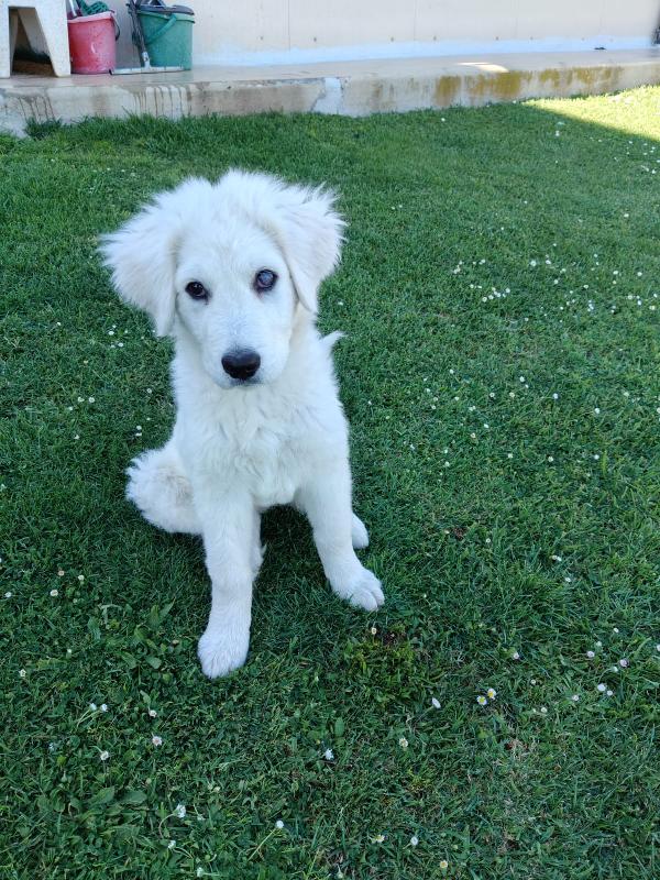 Punch meraviglioso dolce cucciolotto cerca casa  Foto 3