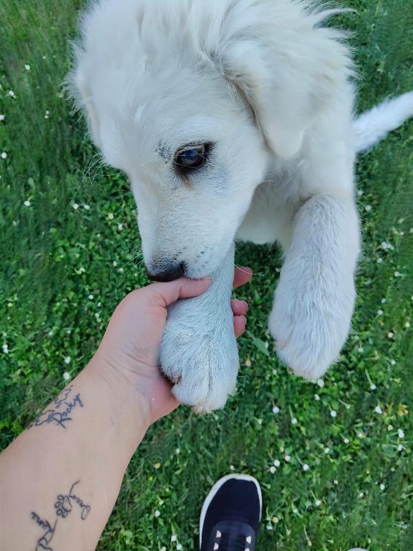 Punch meraviglioso dolce cucciolotto cerca casa  Foto 4