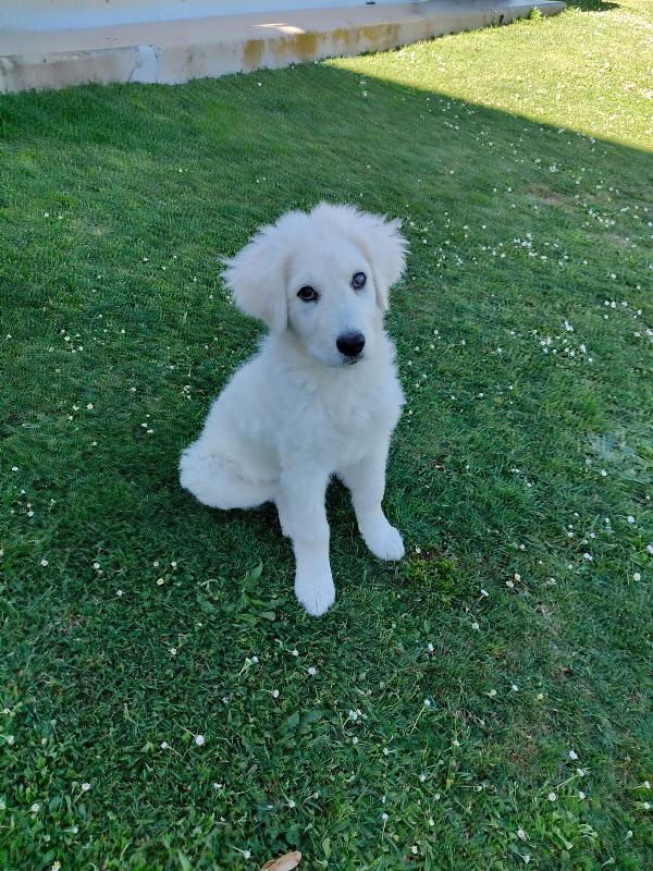 Punch meraviglioso dolce cucciolotto cerca casa  Foto 5